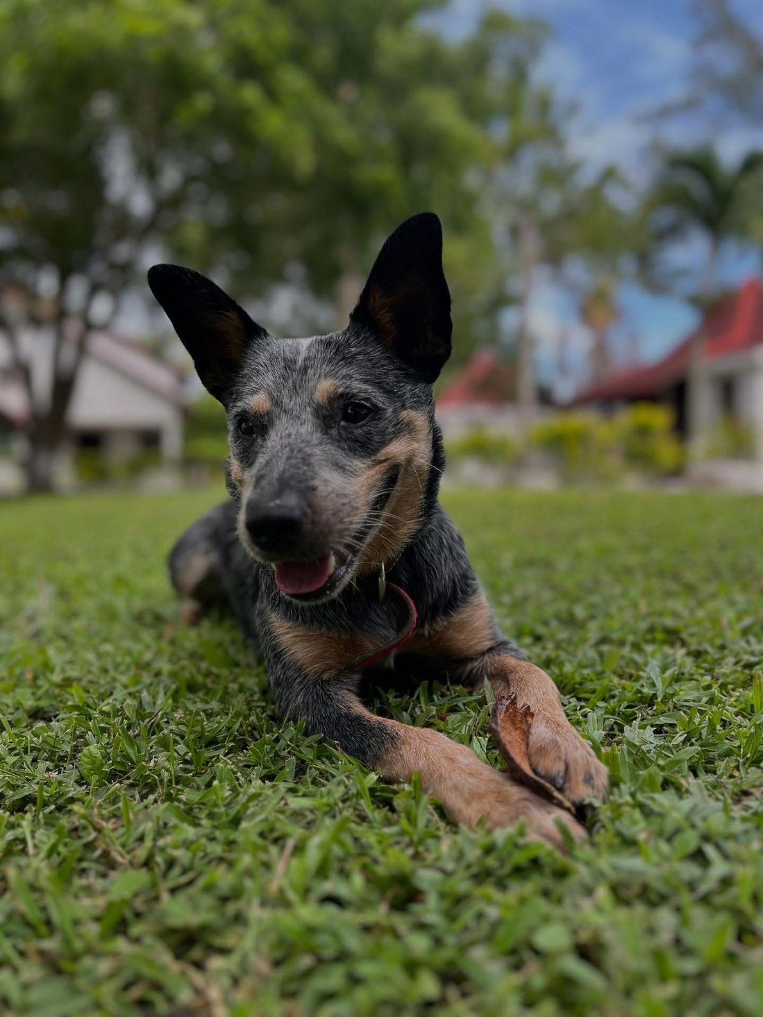 Mascota en Cabañas Tuxpan